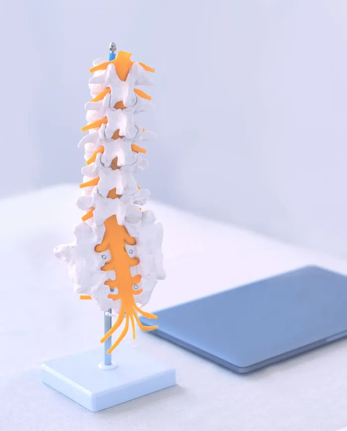 Model of the spine on a desk